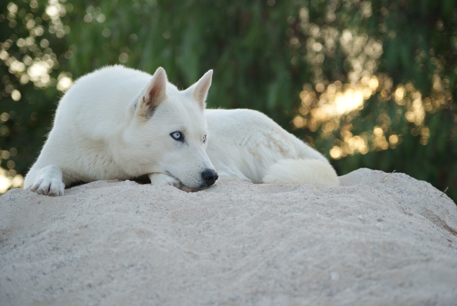 Husky Blanca ojos azules