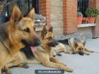 impresionantes cachorros de pastor aleman padres muy buenos guardianes y equilibrados en caracter - mejor precio | unprecio.es