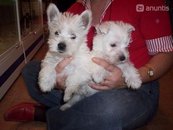 Perro de raza westhigland white terrier