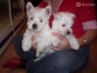 Perro de raza westhigland white terrier - mejor precio | unprecio.es