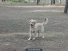 Se regala Golden Retriever - mejor precio | unprecio.es