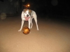 vendo boxer - mejor precio | unprecio.es