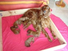 VENDO CACHORROS SETTER IRLANDES - mejor precio | unprecio.es