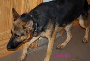 Adopta a Sabina