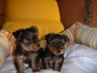 CACHORRITOS DE YORKSHIRES TERRIER - mejor precio | unprecio.es