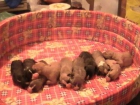 Cachorros American Pit-Bull Terrier puros - mejor precio | unprecio.es