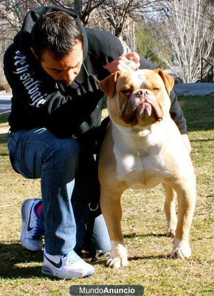 Cachorros Bulldog Americano