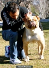 Cachorros Bulldog Americano - mejor precio | unprecio.es