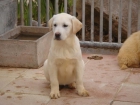 CACHORROS DE LABRADOR CREMA 500 - mejor precio | unprecio.es