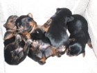 Cachorros Yorkshire TOY (Pedigree) - mejor precio | unprecio.es