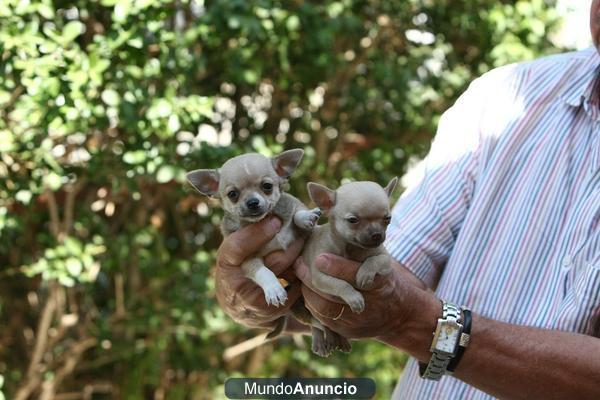 CHIHUHUA TOY