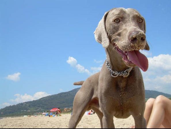 Regalo Braco de Weimar en Malaga cerca de Marbella