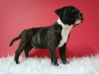 Staffordshire Bull Terrier Ingles machos & hembras - mejor precio | unprecio.es
