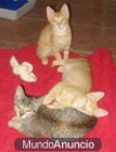 Tres gatitos de 2 meses para adoptar - mejor precio | unprecio.es