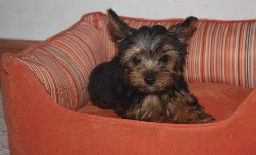 Yorkshire Terrier Venta