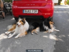 Magníficos cachorros de Rough Collie - mejor precio | unprecio.es