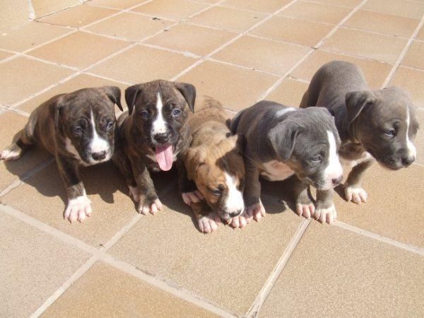 american staffordshire terrier
