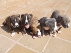 american staffordshire terrier - mejor precio | unprecio.es