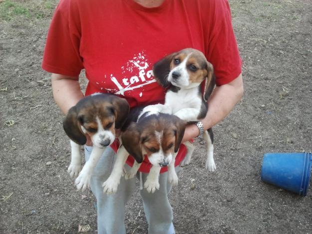 Beagles cachorros,pedigree,240eur.telf652325877