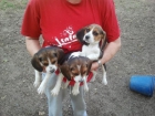 Beagles cachorros,pedigree,240eur.telf652325877 - mejor precio | unprecio.es