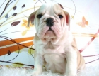 BULLDOG INGLES CON PEDIGREE - mejor precio | unprecio.es