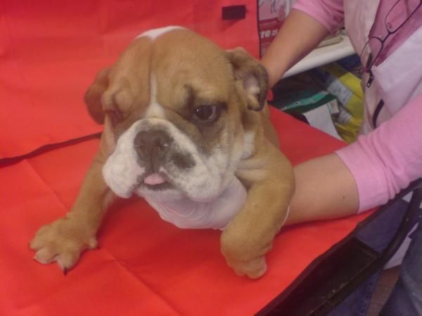 Bulldog Inglés venta de cachorros