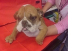 Bulldog Inglés venta de cachorros - mejor precio | unprecio.es