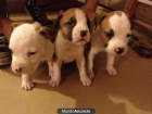 cachorros american stafford/stanfor - mejor precio | unprecio.es