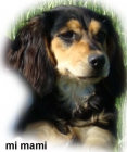cachorros de COCKER - mejor precio | unprecio.es