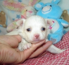 Chihuahua cachorros de pura raza son ahora para la adoption - mejor precio | unprecio.es