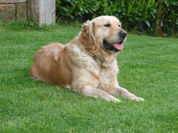 EXTRAORDINARIA CAMADA GOLDEN PEDIGREE GARANTIA POR ESCRITO