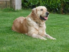 EXTRAORDINARIA CAMADA GOLDEN PEDIGREE GARANTIA POR ESCRITO - mejor precio | unprecio.es