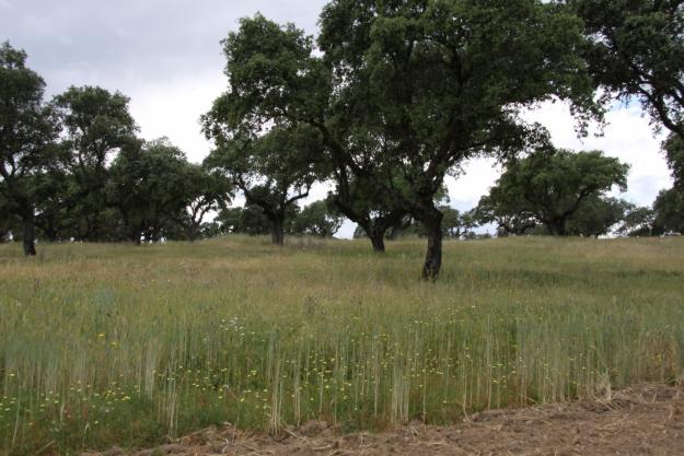 Finca ganadera 200 has en toledo - rio alberche