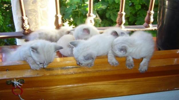Gatitos de color blanco