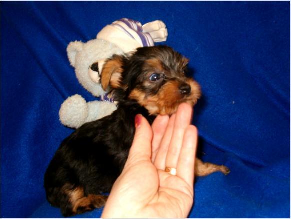 Preciosa taza de té Yorkie cachorros para su aprobación