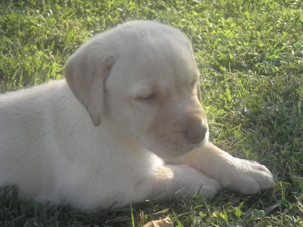 Preciosos Labrador Retriever de color Vainilla