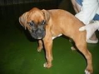 vendo camada de boxer - mejor precio | unprecio.es