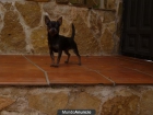 VENDO CHIGUAGUA MUY BONITO - mejor precio | unprecio.es