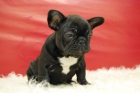 Bulldog Francés , ejemplares nacionales inscritos en Loe , a 10 minutos - mejor precio | unprecio.es