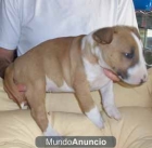 bullterrier mini - mejor precio | unprecio.es