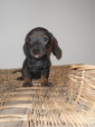 cachorros de teckel mini - mejor precio | unprecio.es