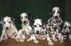 DALMATA,190€ - mejor precio | unprecio.es