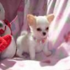 Lovely Chihuahua para la Adopción] - mejor precio | unprecio.es