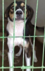 MÓNICA, PRECIOSA XBEAGLE EN ADOPCIÓN - mejor precio | unprecio.es