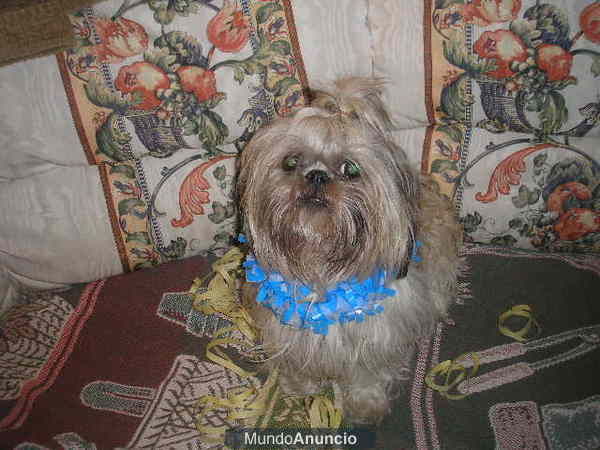 MI PERRO NECESITA URGENTE UNA PERRITAA!!!