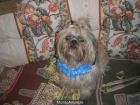 MI PERRO NECESITA URGENTE UNA PERRITAA!!! - mejor precio | unprecio.es