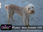 Ruso perrete en adopcion - mejor precio | unprecio.es