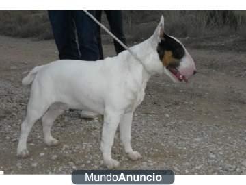 vendo bull terrier