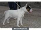 vendo bull terrier - mejor precio | unprecio.es