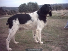 vendo cachorros de setter ingles los padres escelentes cazadores - mejor precio | unprecio.es